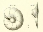 Gyroidina carinata d'Orbigny in Guérin-Méneville, 1832