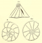 Gyroidina conoides d'Orbigny in Fornasini, 1906