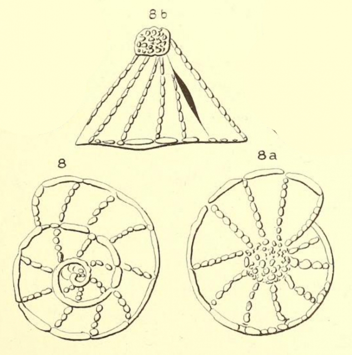 Gyroidina conoides d'Orbigny in Fornasini, 1906 Gyroidina conoides d'Orbigny in Fornasini, 1906