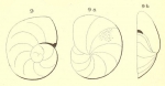 Truncatulina miquelonensis d'Orbigny in Fornasini, 1906 