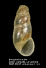 Botryphallus tuber