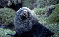 Ant Fur Seal bull Ant Fur Seal bull