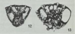 Pseudorotalia schroeteriana (Parker & Jones in Carpenter, 1862)