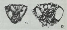 Pseudorotalia schroeteriana (Parker & Jones in Carpenter, 1862) Pseudorotalia schroeteriana (Parker & Jones in Carpenter, 1862)