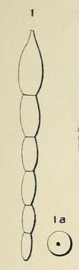 Nodosaria ovicula d'Orbigny, 1826