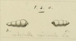 Nodosaria radicula (Linnaeus, 1758)