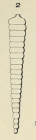 Nodosaria orthocera d'Orbigny, 1826