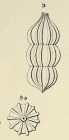 Nodosaria aequalis d'Orbigny in Fornasini, 1908