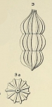 Nodosaria aequalis d'Orbigny in Fornasini, 1908