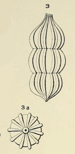 Nodosaria aequalis d'Orbigny in Fornasini, 1908 Nodosaria aequalis d'Orbigny in Fornasini, 1908