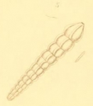 Nautilus costatus Montagu, 1803, author: Le Coze, François