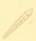 Nautilus costatus Montagu, 1803