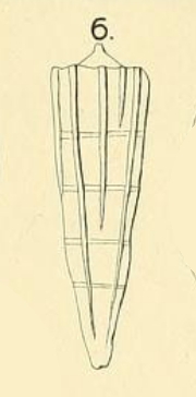 Pyramidulina eptagona Costa in Fornasini, 1894 Pyramidulina eptagona Costa in Fornasini, 1894