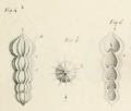 Chromista - Foraminifera (foraminifers)