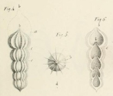 Nodosaria lamellosa d'Orbigny, 1826
