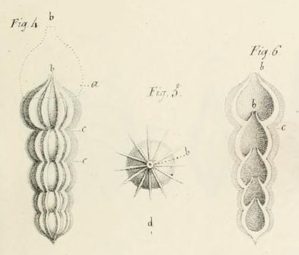 Nodosaria lamellosa d'Orbigny, 1826 Nodosaria lamellosa d'Orbigny, 1826