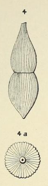 Nodosaria lamarckii d'Orbigny, 1852