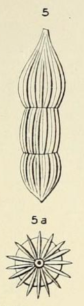 Nodosaria pulchella d'Orbigny, 1850 Nodosaria pulchella d'Orbigny, 1850