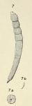 Dentalina striata d'Orbigny, 1852