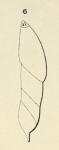 Dentalina caudata d'Orbigny, 1852