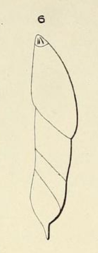 Dentalina caudata d'Orbigny, 1852 Dentalina caudata d'Orbigny, 1852