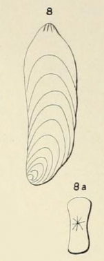 Frondicularia laevigata d'Orbigny, 1852