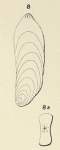 Frondicularia laevigata d'Orbigny, 1852