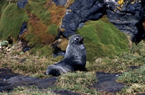 Ant Fur Seal subadult male