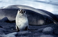 Ant Fur Seal yearling Ant Fur Seal yearling