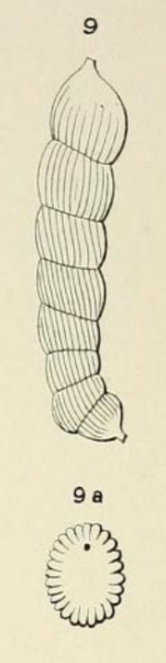 Marginulina striata d'Orbigny, 1852