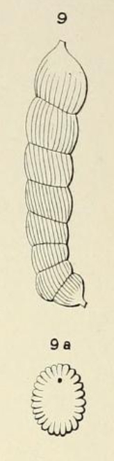 Marginulina striata d'Orbigny, 1852