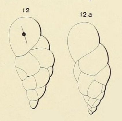 Bulimina arcuata d'Orbigny, 1852
