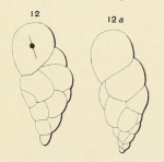 Chromista - Foraminifera (foraminifers)