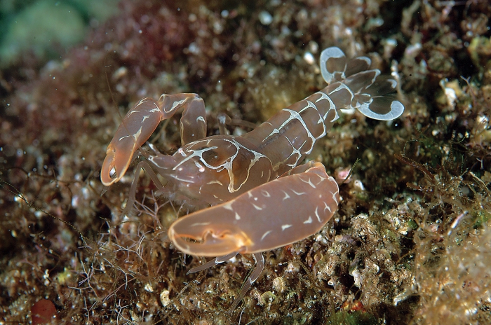 Pontonia pinnophylax