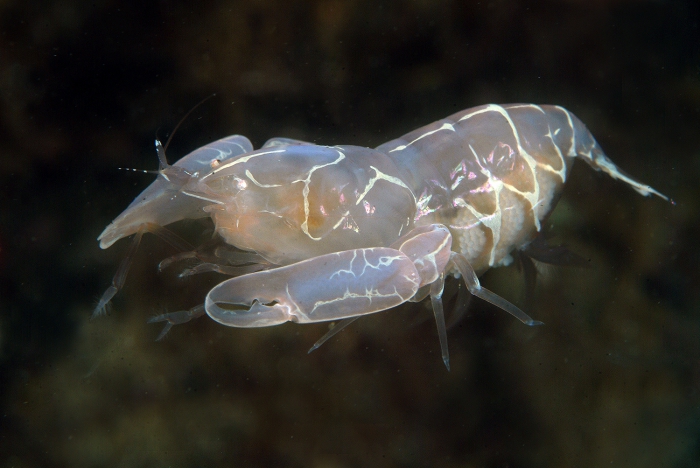 Pontonia pinnophylax