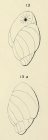 Bulimina madagascariensis d'Orbigny in Fornasini, 1908
