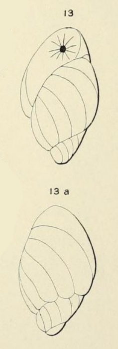 Bulimina madagascariensis d'Orbigny in Fornasini, 1908