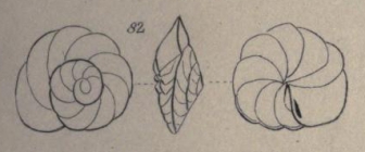 Rotalia punctulata d'Orbigny in Parker, Jones & Brady, 1865