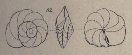 Rotalia punctulata d'Orbigny in Parker, Jones & Brady, 1865