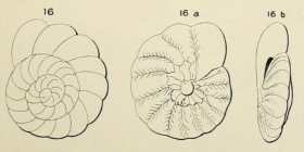 Turbinulina crassa d'Orbigny in Fornasini, 1908