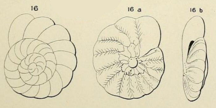 Turbinulina crassa d'Orbigny in Fornasini, 1908 Turbinulina crassa d'Orbigny in Fornasini, 1908