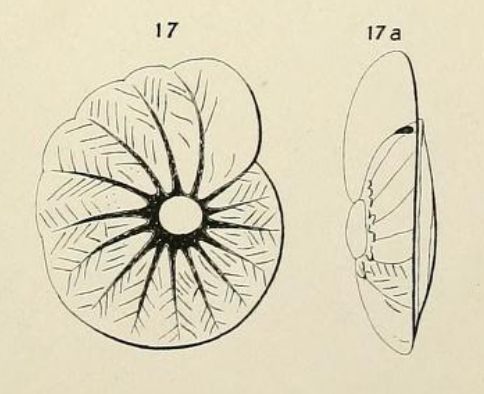 Turbinulina crassa d'Orbigny in Fornasini, 1908 Turbinulina crassa d'Orbigny in Fornasini, 1908
