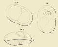 Chromista - Foraminifera (foraminifers)