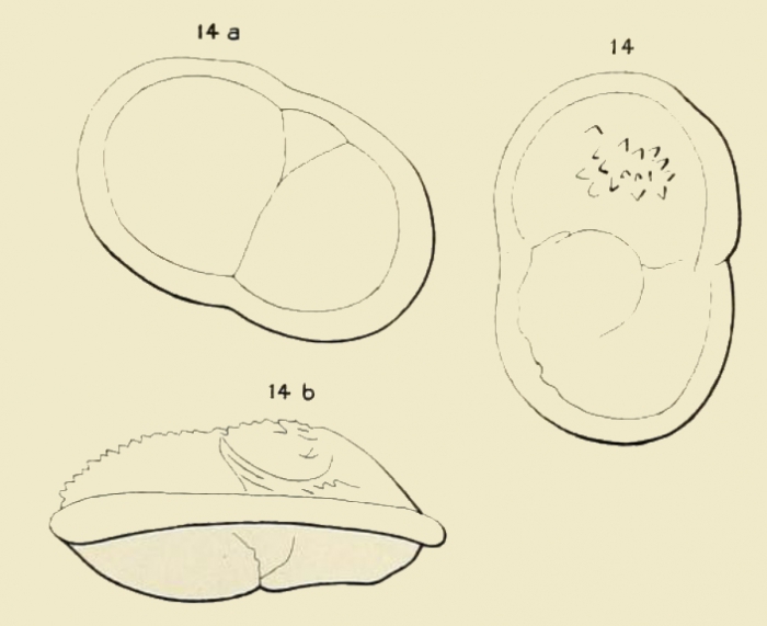 Rotalia dubia d'Orbigny in Fornasini, 1908 