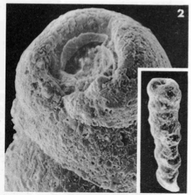 Clavulina columnatortilis (d'Orbigny in Guérin-Méneville, 1832)