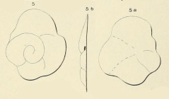 Truncatulina contecta d'Orbigny, 1850