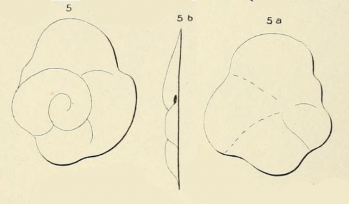 Truncatulina contecta d'Orbigny, 1850