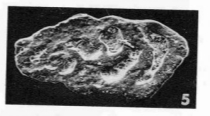 Nubecularia lucifuga Defrance, 1825 Nubecularia lucifuga Defrance, 1825