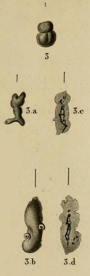 Nubecularia lucifuga Defrance, 1825 Nubecularia lucifuga Defrance, 1825