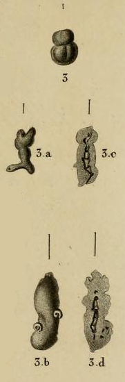 Nubecularia lucifuga Defrance, 1825